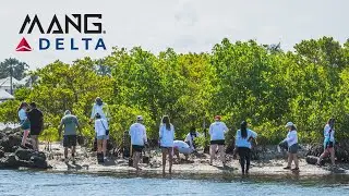 Planting Mangroves in Downtown West Palm Beach