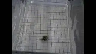 Lottia scutum response to predator
