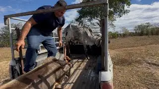 Cargando la ternera que va para libras de amor 😅 ya anda el sope en el lomo 