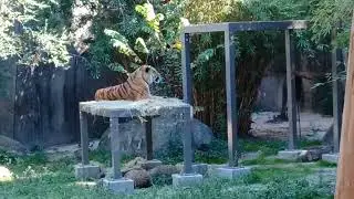 Houston Zoo   Highlights