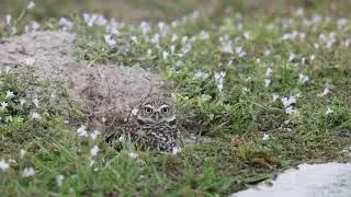 Burrowing Owls Marco Island 2025