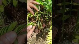 Zamia pygmaea (smallest living cycad)