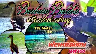 Berburu Belibis Merah ditambak udang point melimpah || Wuihrach HW100