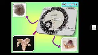 INSEMINATION TO CONCEPTION