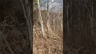 Poor Valley Rd, Rutledge Land for sale