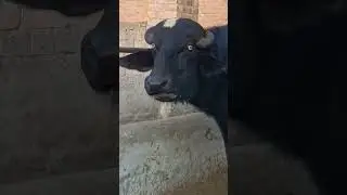 world beautiful Nili Buffalo's Bulls#farming ##baffalo #farming #dairyfarming #baffalo #farming