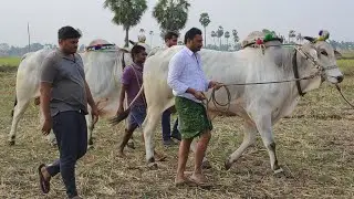 PR Memorial Kunchanapalli Bulls Ready to Race at Kallamvaaripalem 🔥🔥🏅🔥🔥🔥