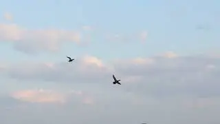 Opening Day Of Teal Season / 2022
