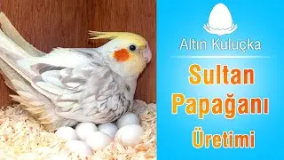 Sultan papağanı kuluçkası ve üretimi | Altın Kuluçka