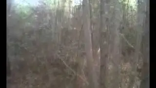 Deer hunting with dogs. beagles running a buck