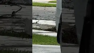 Duck things 🦆⛈️🌬️🌴#shorts #fyp #rain #smile #relaxing #cuteanimals #funny