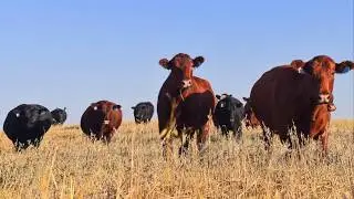 Dr. Mary Drewnoski: Nebraska Beef Systems Specialist