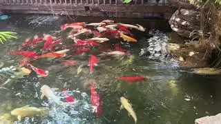 Koi pond at Ban Suan Sathorn restaurant in Bangkok