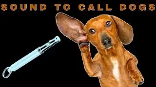 Sound To Call Dogs