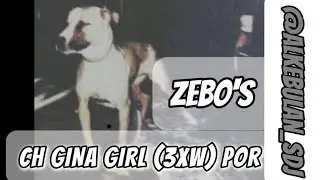 ZEBO'S CH GINA GIRL (3XW) POR