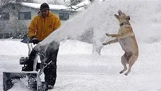 Monkeys annoying other animals &ndash; Funny animals compilation