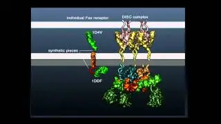 Ga&euml;l McGill: Visualizing Protein Dynamics