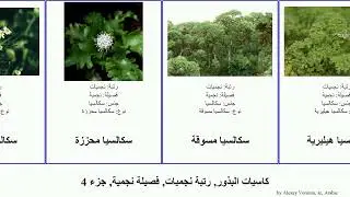 كاسيات البذور, رتبة نجميات, فصيلة نجمية, جزء 4 سلسفي سراغة شيح شيخة سكالسيا سكوليمس الأوراق شوزم