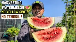 When to harvest sugar baby watermelon 🍉 #watermelon 