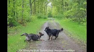 oudduitse herder boswandeling in de regen