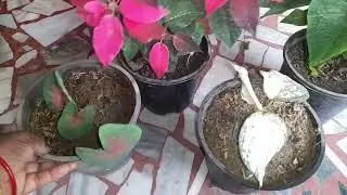 छाया में चलने वाले पौधो के नाम सहित जो फूलों जैसे लुक देंगे #maacreativekitchengarden