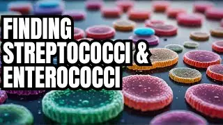 LECTURE 19: Isolation and Identification of Streptococci and Enterococci