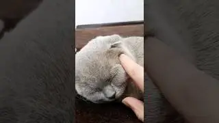 #cute #fluffy #cat #love ❤#pet #happy #youtubeshorts