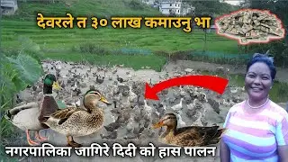 देवर ले त डेड बर्षमा ३० लाख कमाउनु भो - Duck farming/rearing in Nepal - Purkhauli Tv