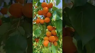 Grapes and Orange Fruit Garden in China | #music #fruit #orange #garden #shorts
