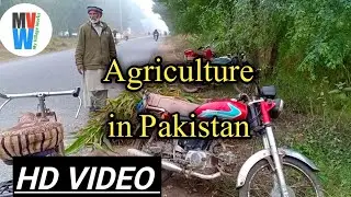 Agriculture problems in Pakistan || My Village Works ||