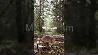 Mycorrhizae are the example of: #mycorrhizae #mutualism #bio #biologyshorts #biology #neet #ytshorts