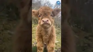 Kompilasi Anak Sapi Imut Lucu Bikin Gemes