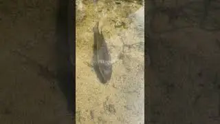 🎣 Fishing for LIFE in a Desi Village | A Day of Traditional Fishing in Rural Life 🌾 Village Ltd
