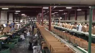 Boxes on the Packing Line