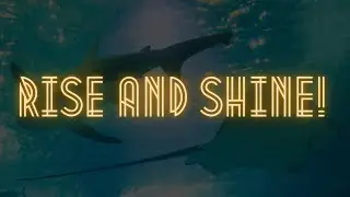 Rise and Shine! | Shine Like a Sun Rae, Swim Like a Sting Rae | Shannanas Goes Bananas | WTF Is This