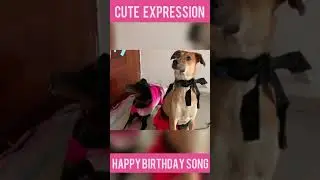 Cute Dog Reaction Listing To Owner | Cute Dog Reaction | Doberman And Indie Dog #shorts