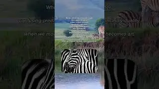 In a world of stripes, harmony is survival. 🦓 #auraofnature #natureshorts #funfacts #zebra #nature