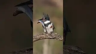 Kingfisher working on a smelt.