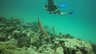 Kariwak & Stingray Reef with Frontier Divers, Tobago 🇹🇹