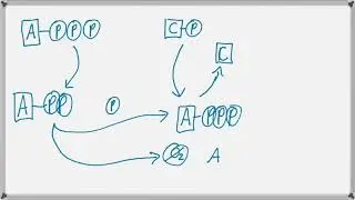 Motor System 3 - Energy for Muscle Contraction