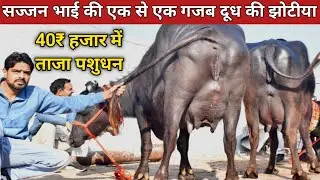 सज्जन भाई 40₹ हजार से शुरुआत में शानदार ताजा ब्याई 7 मुर्राह झोटीया एक देश गाय उपलब्ध || 94160-70111