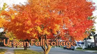 2023 Thanksgiving walk - solo to Bowne Park