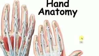 hand anatomy
