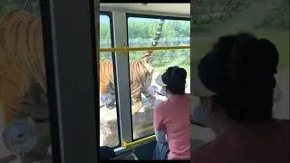 tiger funny. video. #tiger #latest #funny
