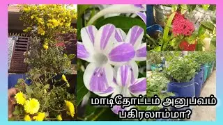 மாடிதோட்டம் பராமரிப்பு டிப்ஸ் #flowers terrace garden #nature #natureoftoday #flowergarden #love 