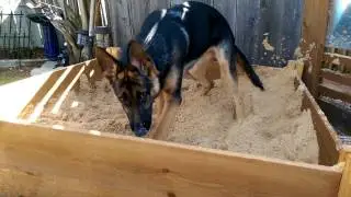 German shepherd in her sandbox