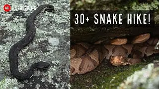 Finding Over 30 Snakes on a Hike in North Georgia! Copperheads, Timber Rattlesnakes, and More!
