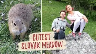 Meadow Of 1000 Ground Squirrels, Mur&aacute;ň l&uacute;ka pln&aacute; sysľov, Mur&aacute;nska Planina National Park (Slovakia)
