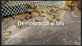 Demokracja w ulu. Przegląd po karmieniu