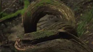 Certified wood - from forest to architecture